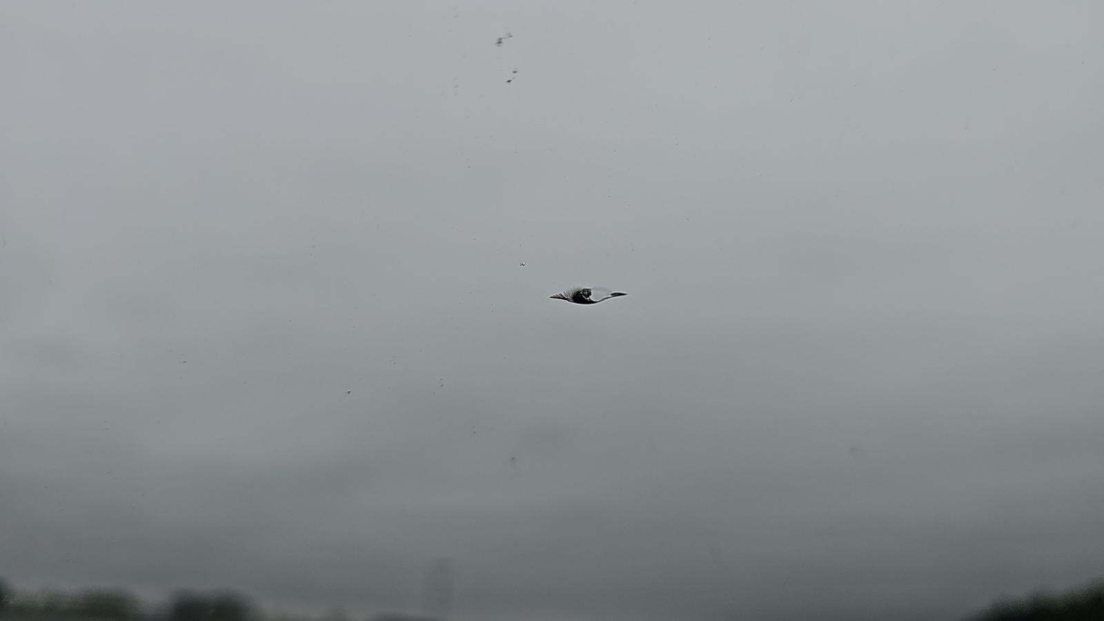 2021 Audi Q5 Premium AWD