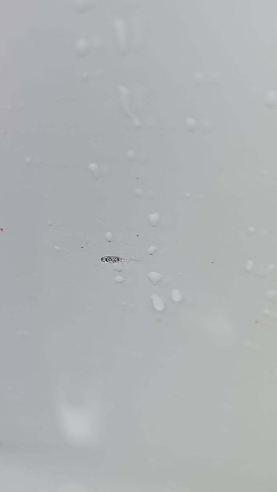 2024 Toyota RAV4 LE AWD