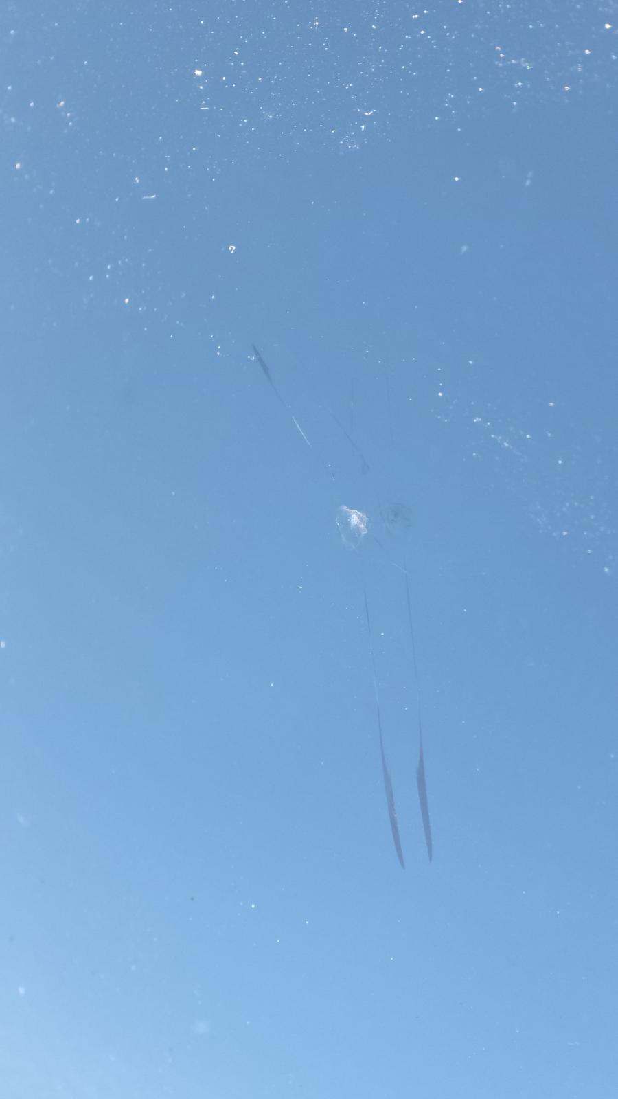 2025 Toyota RAV4 LE FWD