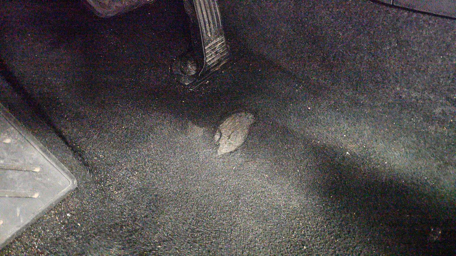 2024 Toyota RAV4 LE AWD