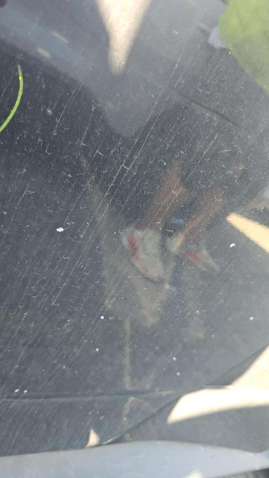 2024 Ford Mustang GT Premium FWD