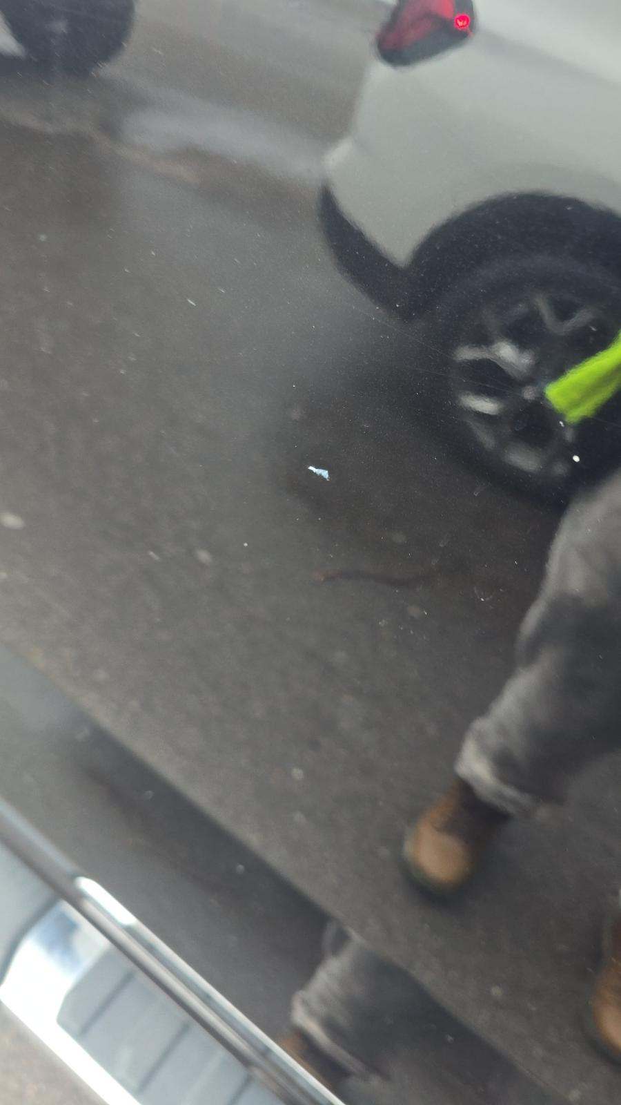 2025 Ford F-150 XLT AWD