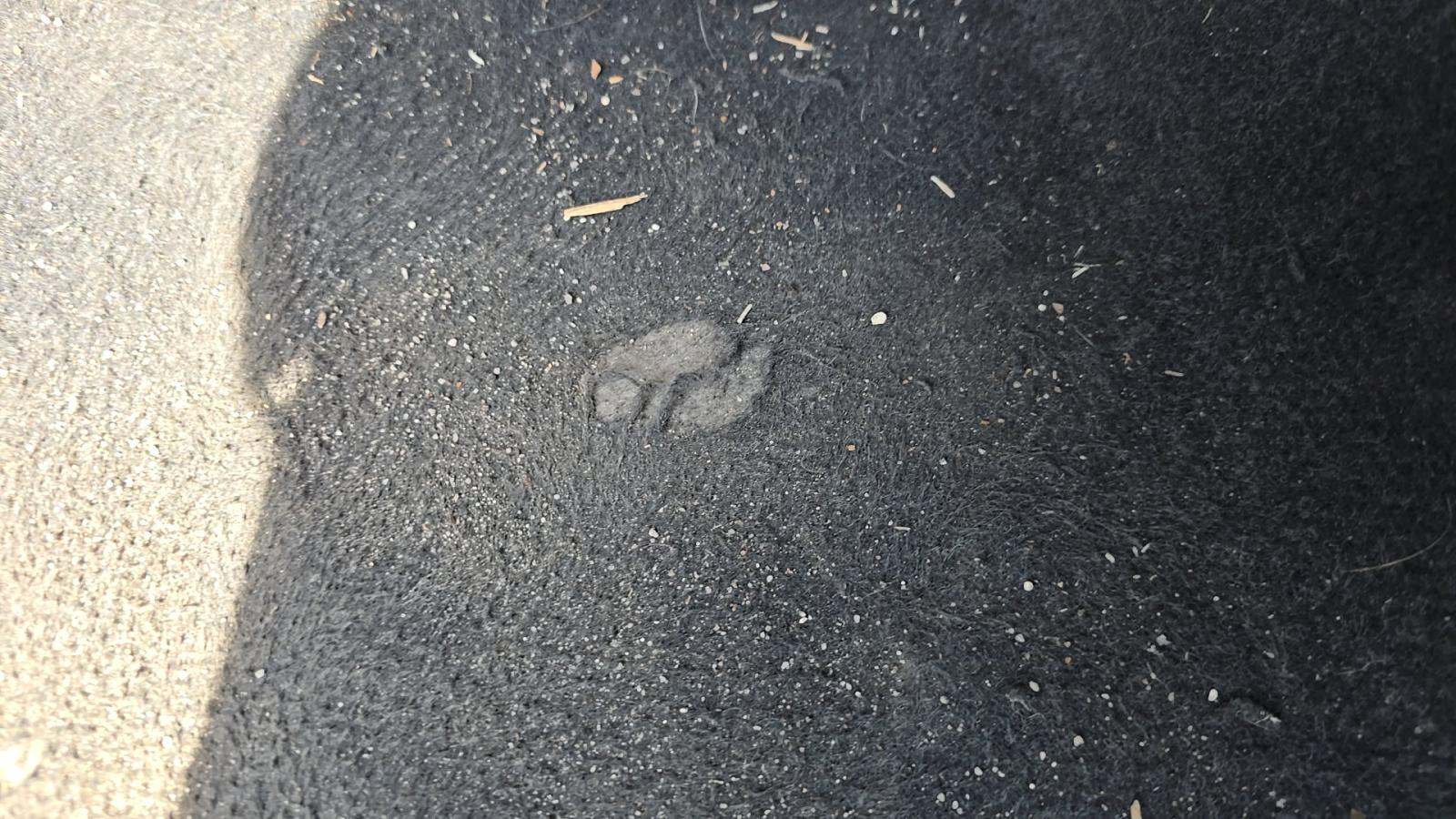 2025 Toyota Camry LE FWD