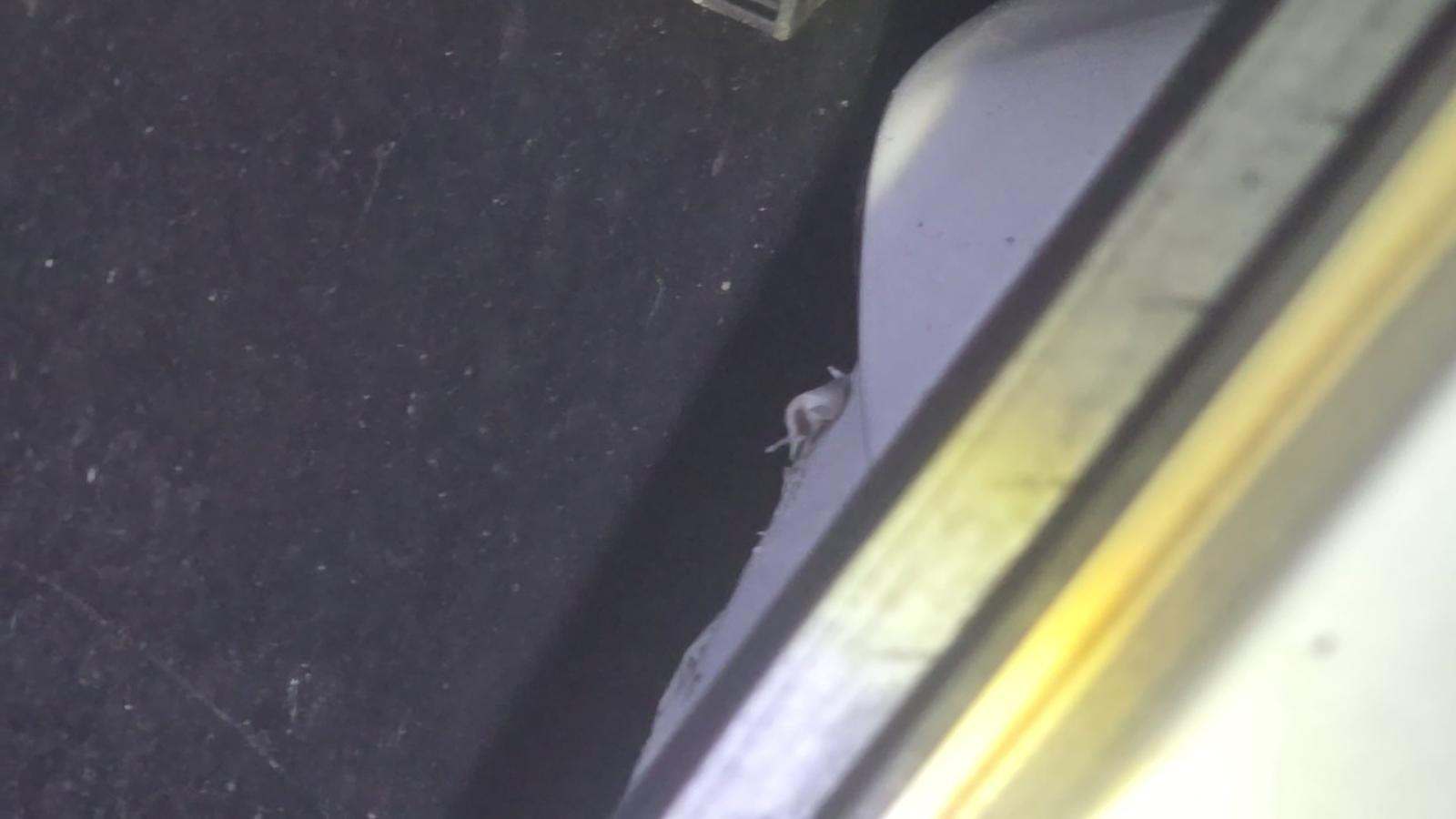 2024 Ford Escape Active FWD